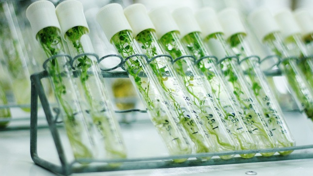 cultivo in vitro